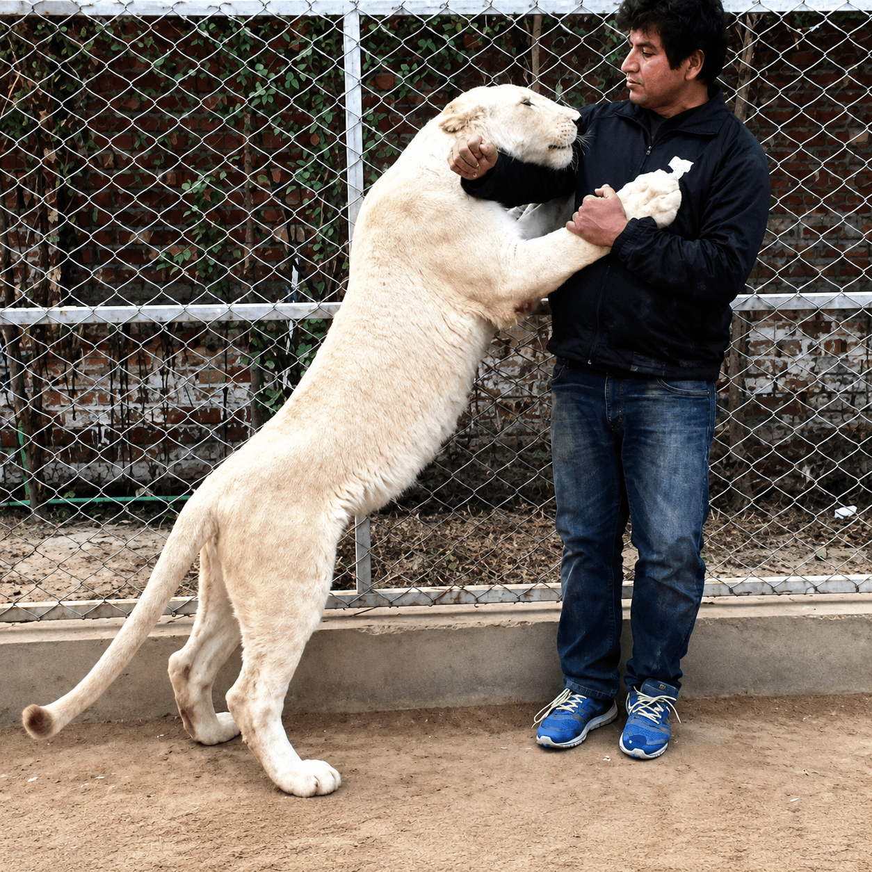 With the white lion, a striking memory from the personal collection.